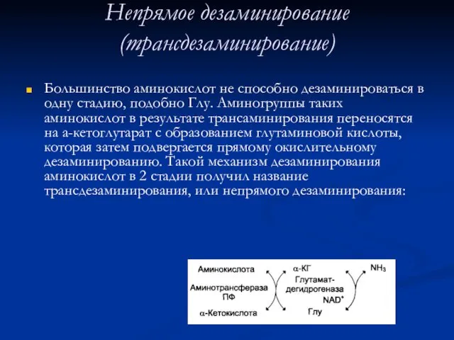 Непрямое дезаминирование (трансдезаминирование) Большинство аминокислот не способно дезаминироваться в одну