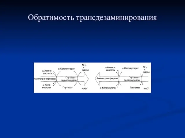 Обратимость трансдезаминирования