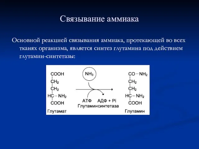 Связывание аммиака Основной реакцией связывания аммиака, протекающей во всех тканях