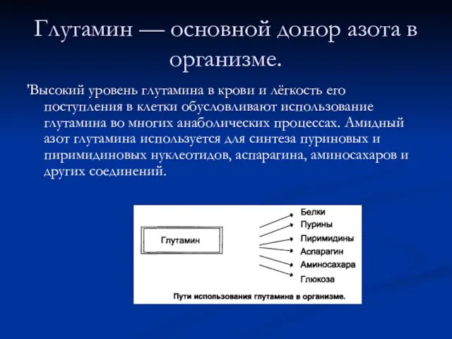 Глутамин — основной донор азота в организме. 'Высокий уровень глутамина