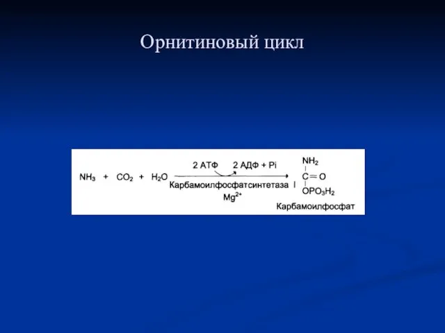 Орнитиновый цикл