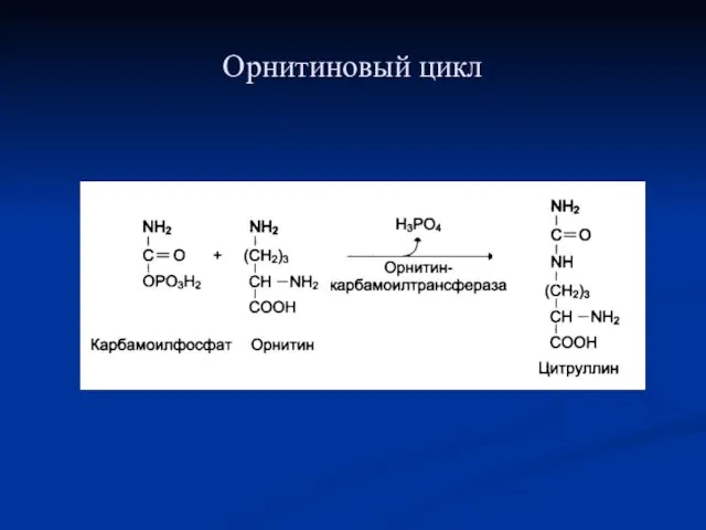 Орнитиновый цикл