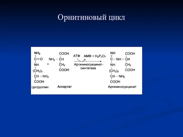 Орнитиновый цикл