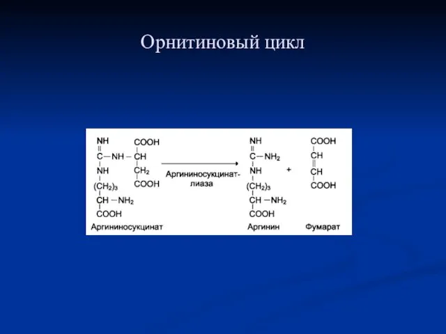 Орнитиновый цикл