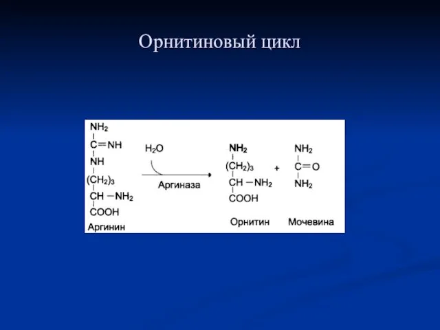 Орнитиновый цикл