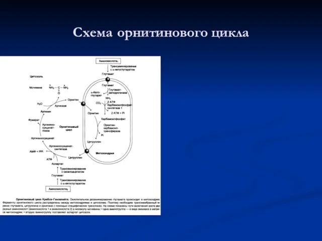 Схема орнитинового цикла