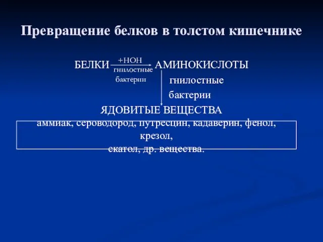 Превращение белков в толстом кишечнике БЕЛКИ АМИНОКИСЛОТЫ гнилостные бактерии ЯДОВИТЫЕ