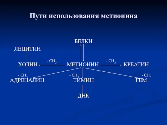 Пути использования метионина БЕЛКИ ЛЕЦИТИН ХОЛИН МЕТИОНИН КРЕАТИН АДРЕНАЛИН ТИМИН