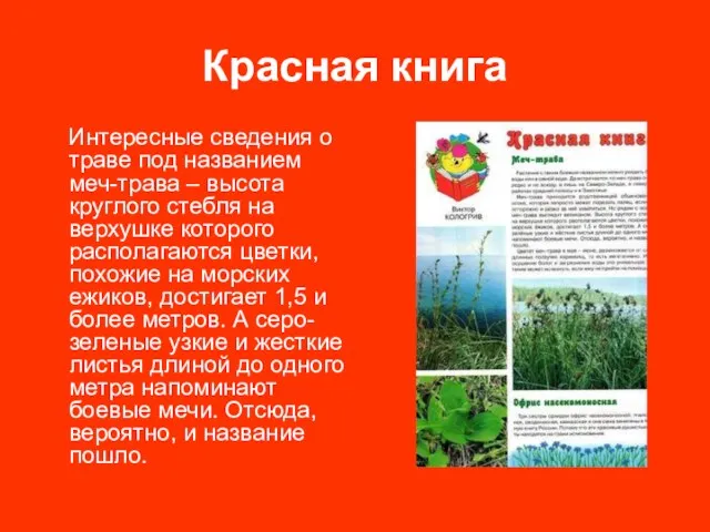 Красная книга Интересные сведения о траве под названием меч-трава – высота круглого стебля
