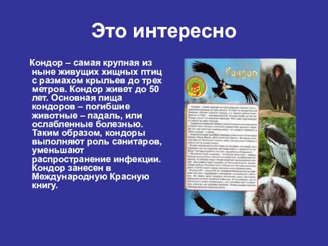 Это интересно Кондор – самая крупная из ныне живущих хищных птиц с размахом