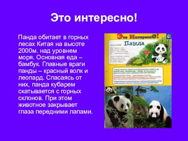 Это интересно! Панда обитает в горных лесах Китая на высоте 2000м. над уровнем