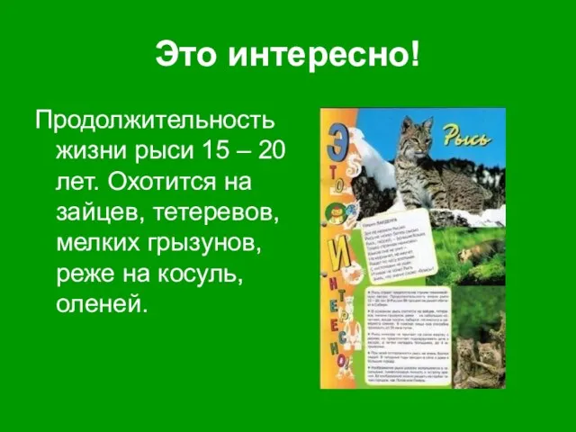 Это интересно! Продолжительность жизни рыси 15 – 20 лет. Охотится на зайцев, тетеревов,