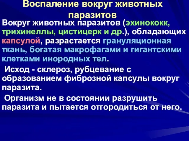 Воспаление вокруг животных паразитов Вокруг животных паразитов (эхинококк, трихинеллы, цистицерк