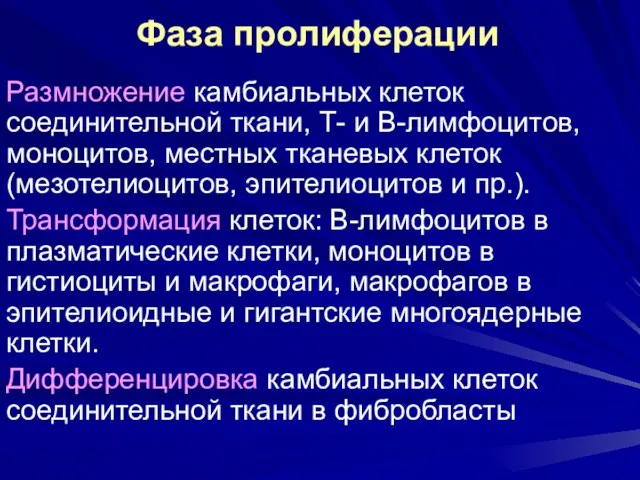 Фаза пролиферации Размножение камбиальных клеток соединительной ткани, Т- и В-лимфоцитов,