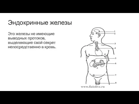 Эндокринные железы Это железы не имеющие выводных протоков, выделяющие свой секрет непосредственно в кровь.