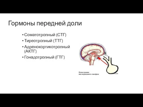 Гормоны передней доли Соматотропный (СТГ) Тиреотропный (ТТГ) Адренокортикотропный (АКТГ) Гонадотропный (ГТГ)