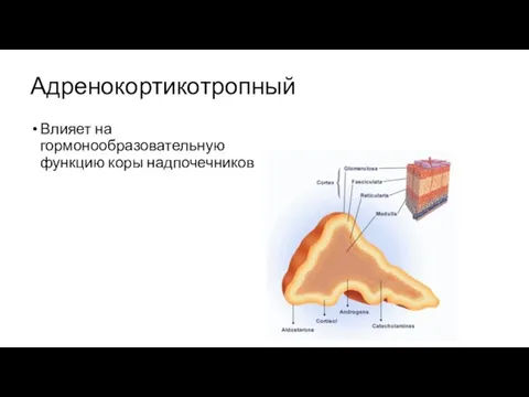 Адренокортикотропный Влияет на гормонообразовательную функцию коры надпочечников