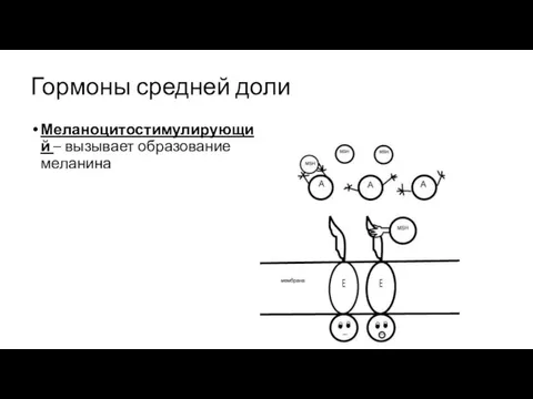 Гормоны средней доли Меланоцитостимулирующий – вызывает образование меланина