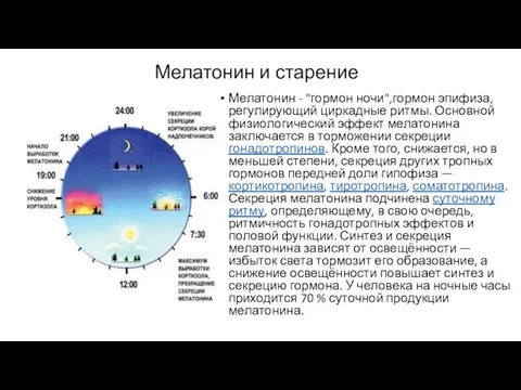 Мелатонин и старение Мелатонин - "гормон ночи",гормон эпифиза, регулирующий циркадные