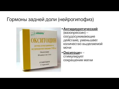 Гормоны задней доли (нейрогипофиз) Антидиуретический (вазопрессин) – сосудосуживающие действие; уменьшает