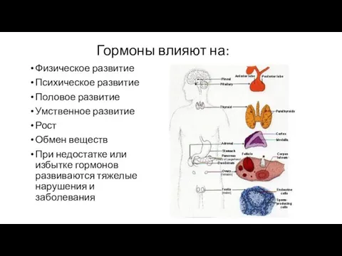 Гормоны влияют на: Физическое развитие Психическое развитие Половое развитие Умственное