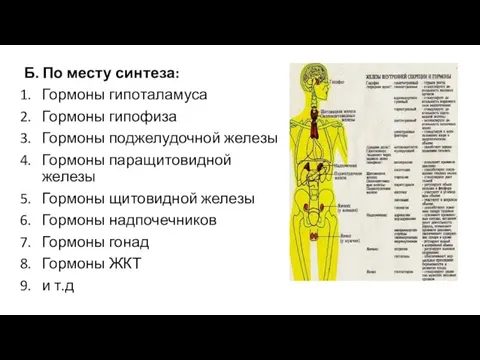 Б. По месту синтеза: Гормоны гипоталамуса Гормоны гипофиза Гормоны поджелудочной