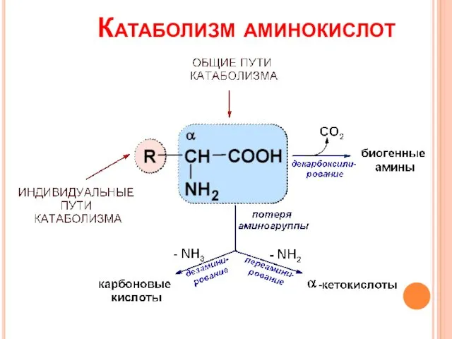 Катаболизм аминокислот