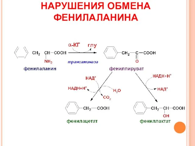 НАРУШЕНИЯ ОБМЕНА ФЕНИЛАЛАНИНА