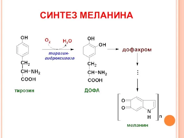 СИНТЕЗ МЕЛАНИНА