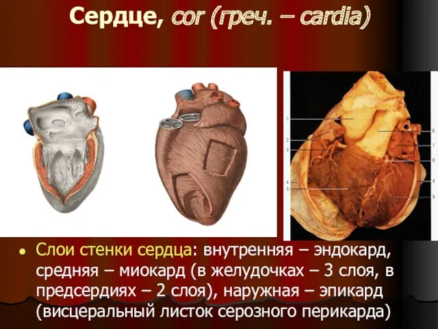 Сердце, cor (греч. – cardia) Слои стенки сердца: внутренняя – эндокард, средняя –