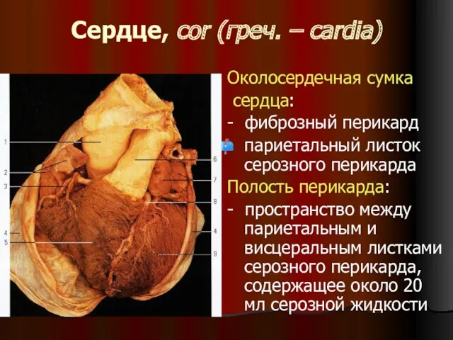Сердце, cor (греч. – cardia) Околосердечная сумка сердца: - фиброзный перикард париетальный листок
