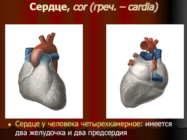 Сердце, cor (греч. – cardia) Сердце у человека четырехкамерное: имеется два желудочка и два предсердия