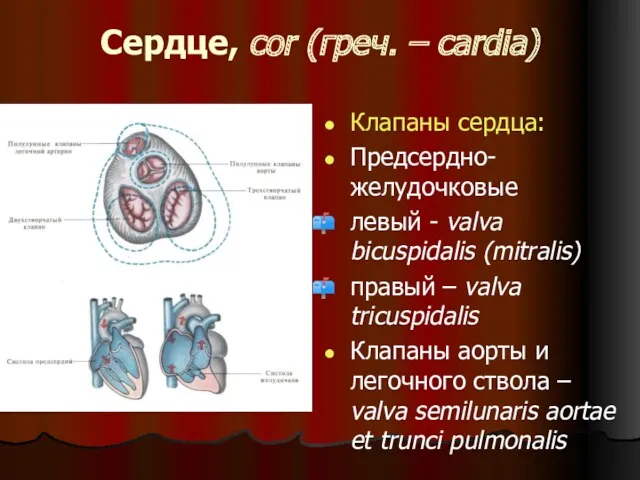 Сердце, cor (греч. – cardia) Клапаны сердца: Предсердно-желудочковые левый - valva bicuspidalis (mitralis)