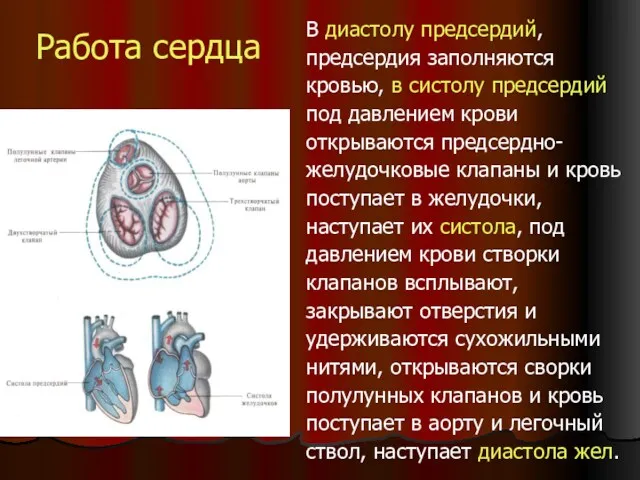 Работа сердца В диастолу предсердий, предсердия заполняются кровью, в систолу предсердий под давлением