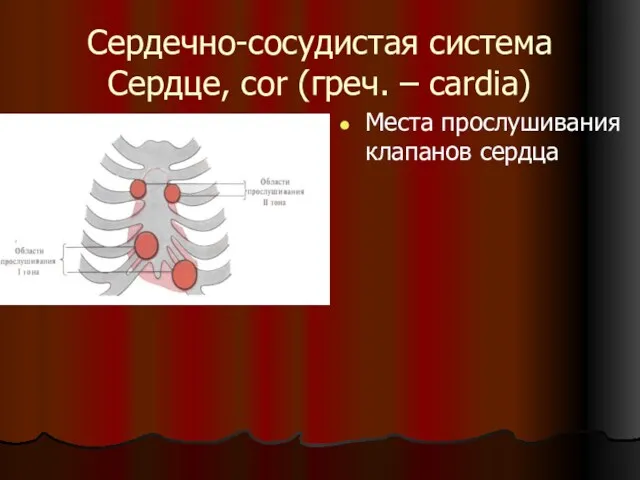 Сердечно-сосудистая система Сердце, cor (греч. – cardia) Места прослушивания клапанов сердца
