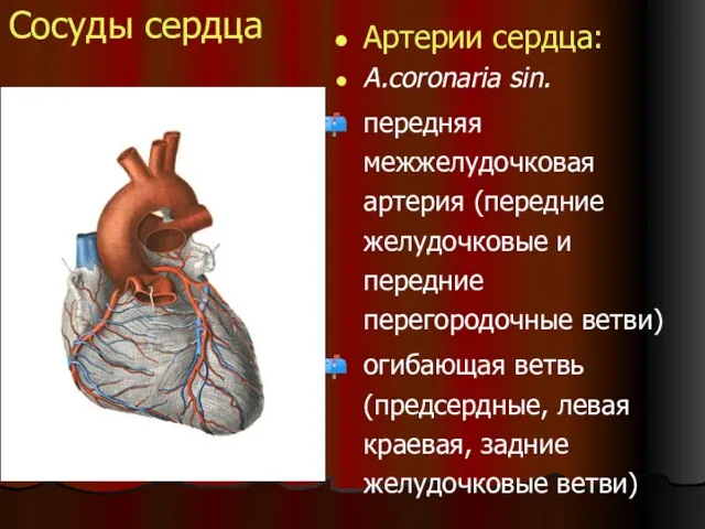 Сосуды сердца Артерии сердца: A.coronaria sin. передняя межжелудочковая артерия (передние желудочковые и передние