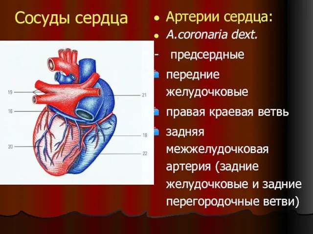 Сосуды сердца Артерии сердца: A.coronaria dext. - предсердные передние желудочковые правая краевая ветвь