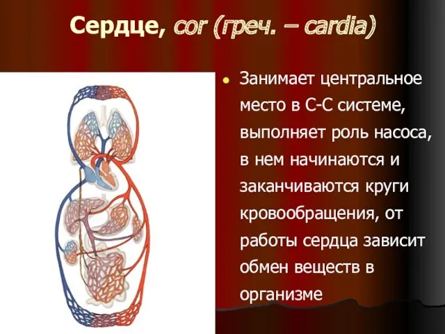Сердце, cor (греч. – cardia) Занимает центральное место в С-С системе, выполняет роль