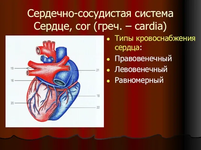 Сердечно-сосудистая система Сердце, cor (греч. – cardia) Типы кровоснабжения сердца: Правовенечный Левовенечный Равномерный