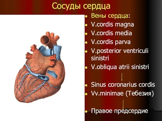 Сосуды сердца Вены сердца: V.cordis magna V.cordis media V.cordis parva