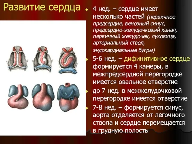 Развитие сердца 4 нед. – сердце имеет несколько частей (первичное предсердие, венозный синус,