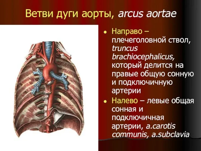 Ветви дуги аорты, arcus aortae Направо – плечеголовной ствол, truncus brachiocephalicus, который делится