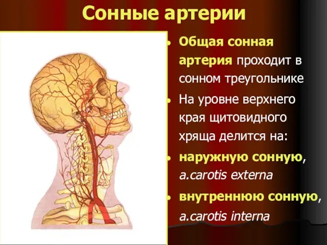 Сонные артерии Общая сонная артерия проходит в сонном треугольнике На