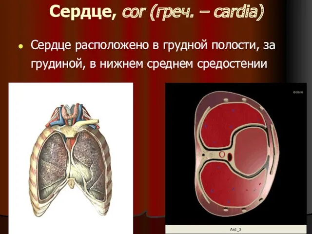 Сердце, cor (греч. – cardia) Сердце расположено в грудной полости, за грудиной, в нижнем среднем средостении