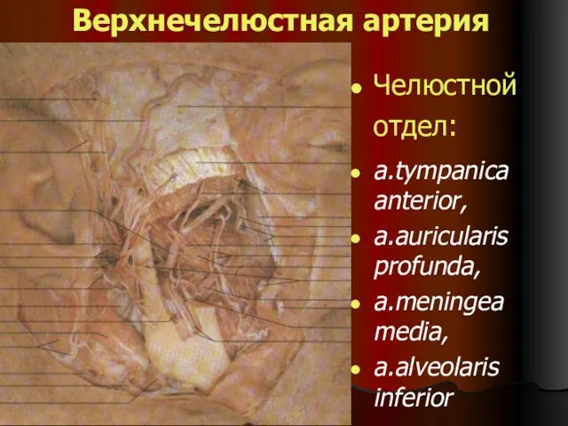 Верхнечелюстная артерия Челюстной отдел: a.tympanica anterior, a.auricularis profunda, a.meningea media, a.alveolaris inferior