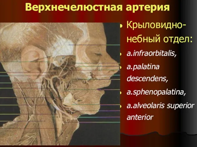Верхнечелюстная артерия Крыловидно-небный отдел: a.infraorbitalis, a.palatina descendens, a.sphenopalatina, a.alveolaris superior anterior