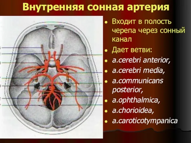 Внутренняя сонная артерия Входит в полость черепа через сонный канал Дает ветви: a.cerebri