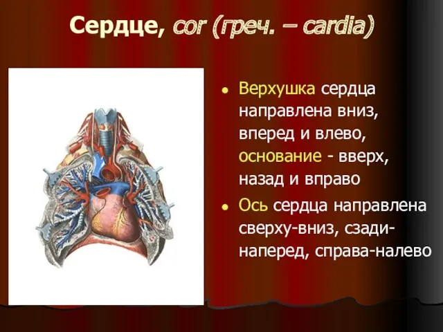 Сердце, cor (греч. – cardia) Верхушка сердца направлена вниз, вперед и влево, основание