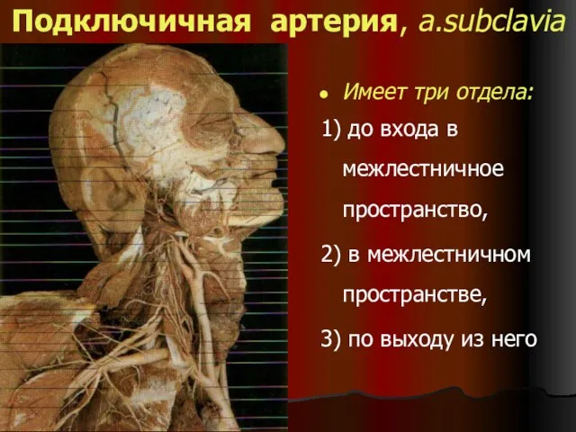 Подключичная артерия, a.subclavia Имеет три отдела: 1) до входа в межлестничное пространство, 2)