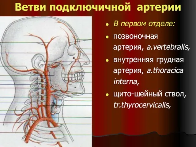 Ветви подключичной артерии В первом отделе: позвоночная артерия, a.vertebralis, внутренняя грудная артерия, a.thoracica